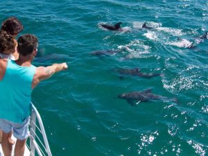 Dolphin Watch Cruises Jervis Bay