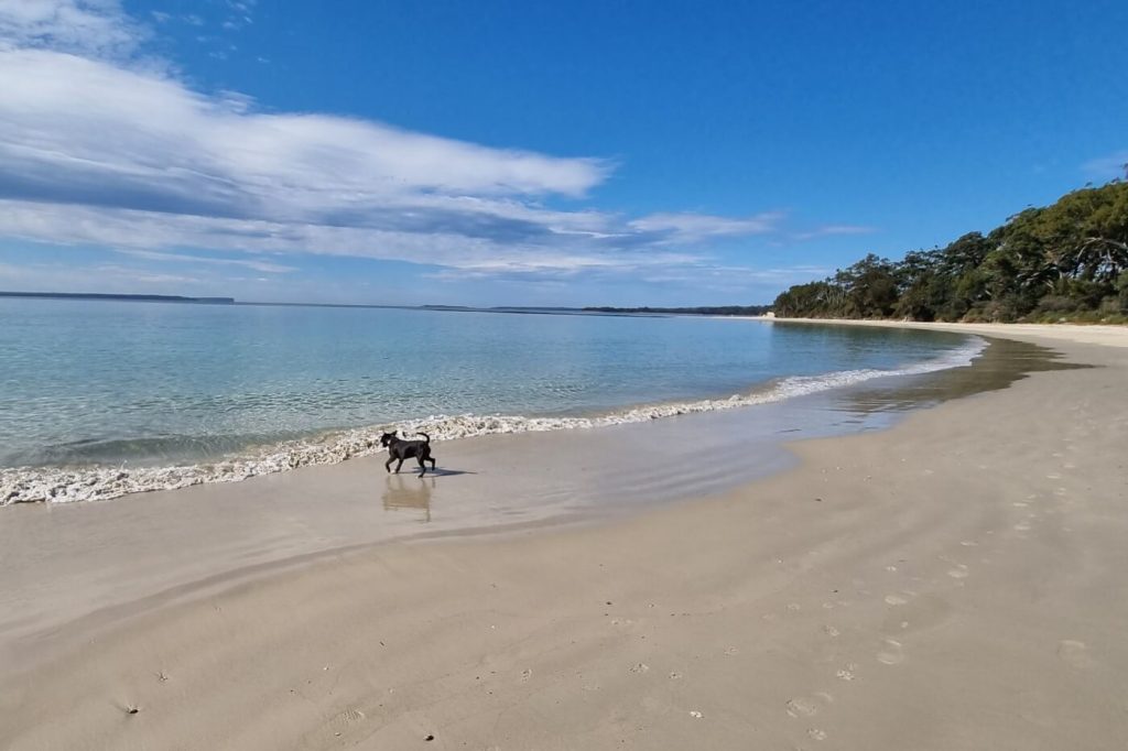 Dog friendly Huskisson Beach Jervis Bay